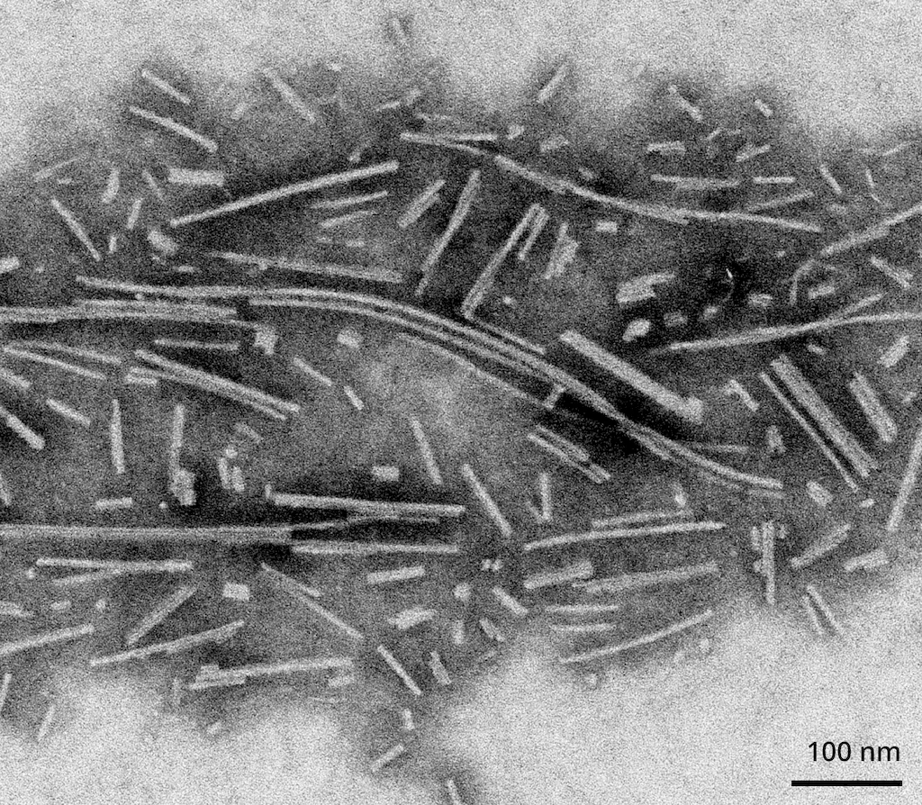 Alpha Synuclein Filaments - image 1