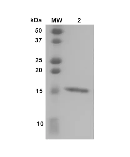 Transthyretin L55P Variant Monomers - image 1