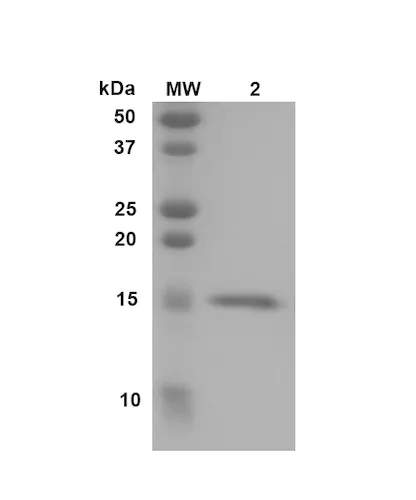 Transthyretin Y78F Variant Monomers - image 1