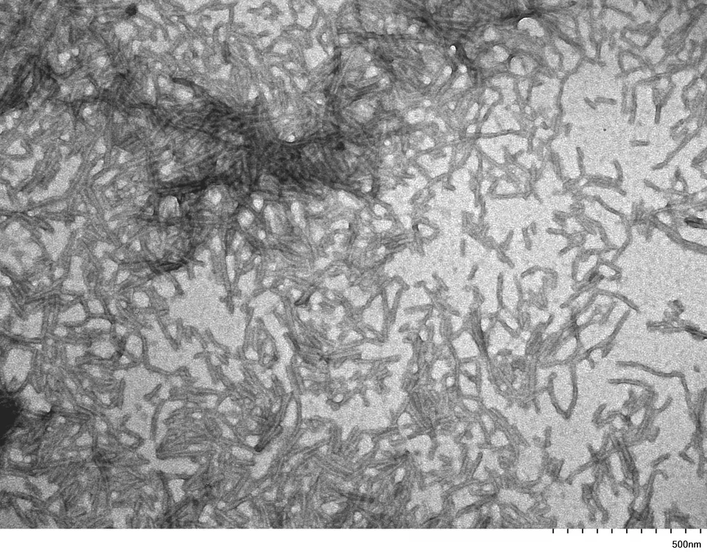 Tau-441 (2N4R) P301S Mutant Filaments - image 2