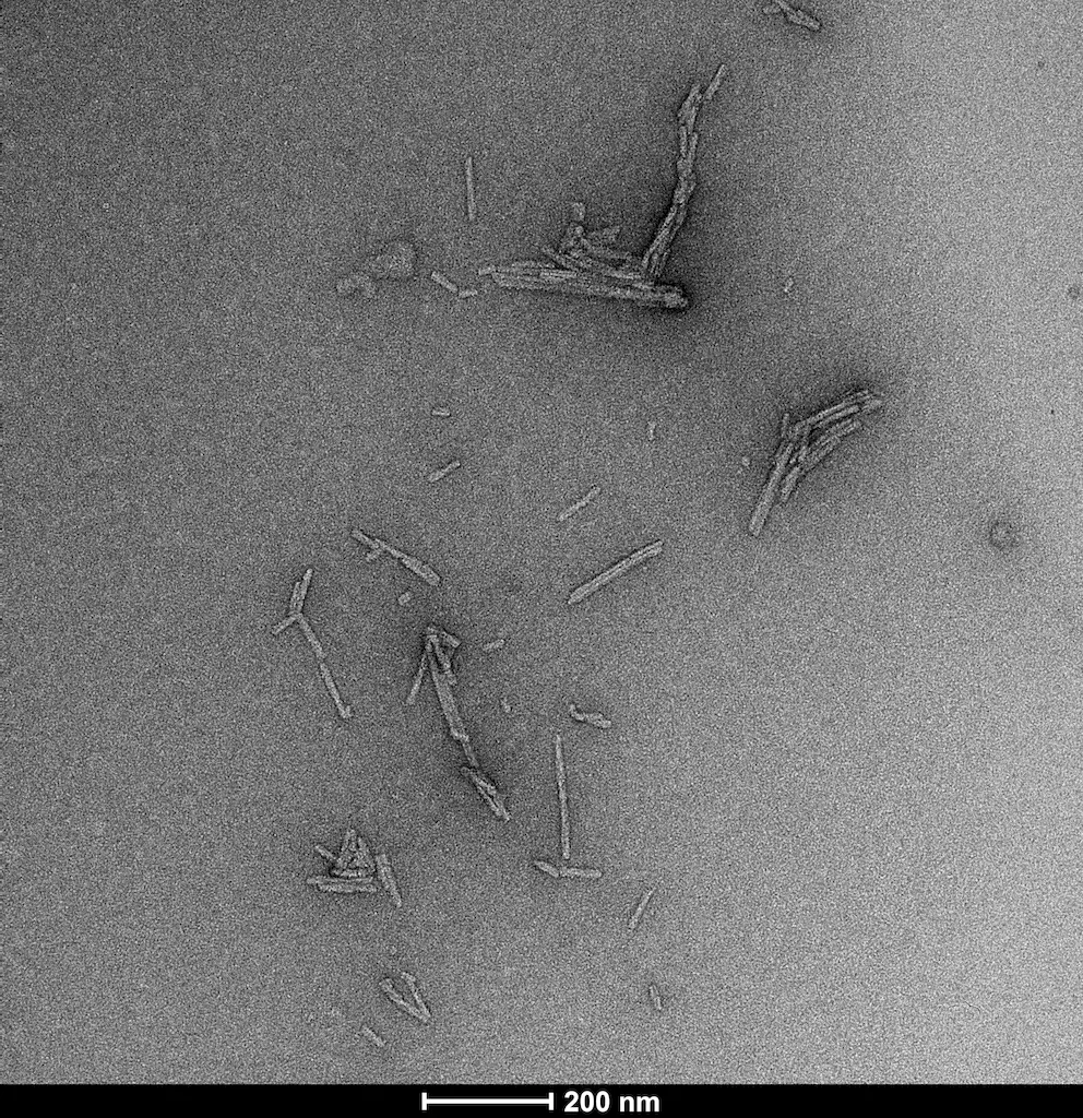 Superoxide dismutase Pre-formed Fibrils - image 2