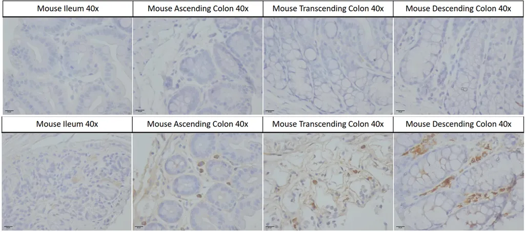 Alpha Synuclein Antibody (Aggregate-Specific): RPE - image 5