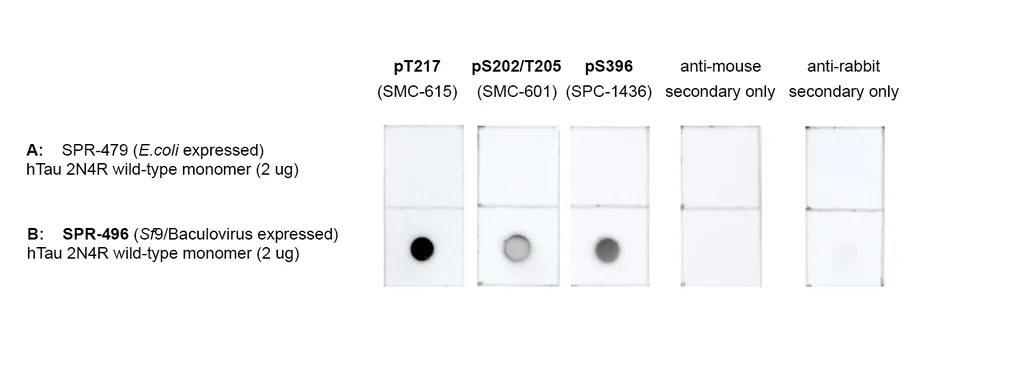 Tau-441 (2N4R) Wild-Type Monomers (Baculovirus/Sf9) - image 2