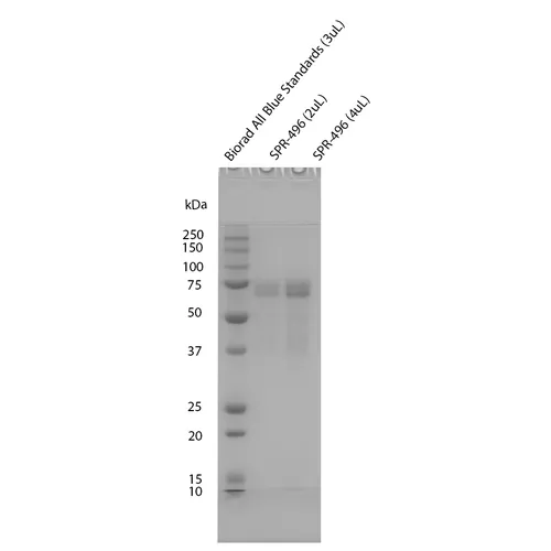 Tau-441 (2N4R) Wild-Type Monomers (Baculovirus/Sf9) - image 1