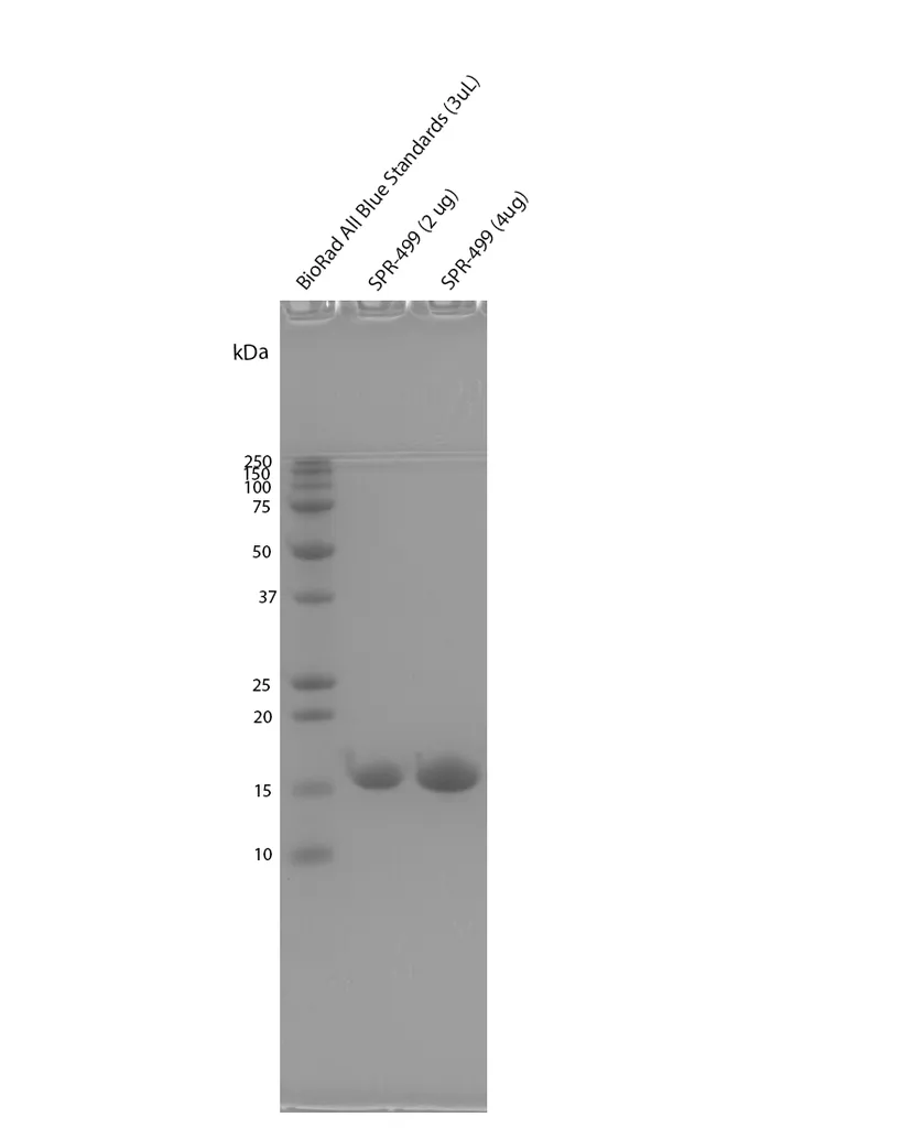 Alpha Synuclein S87N Mutant Monomers - image 1