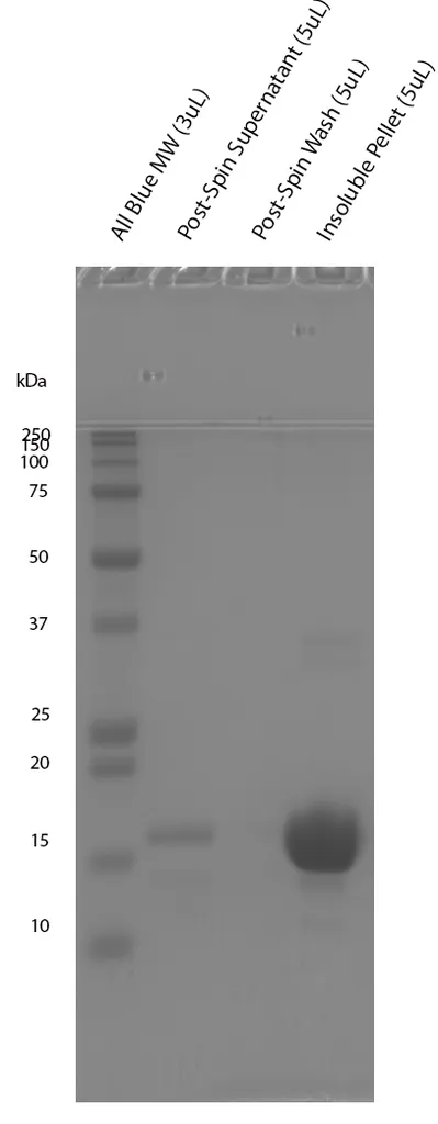 Alpha Synuclein S87N Mutant Pre-formed Fibrils - image 4