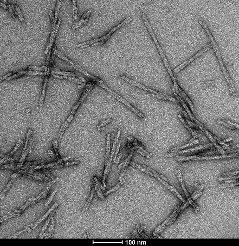 Alpha Synuclein S87N Mutant Pre-formed Fibrils - image 5