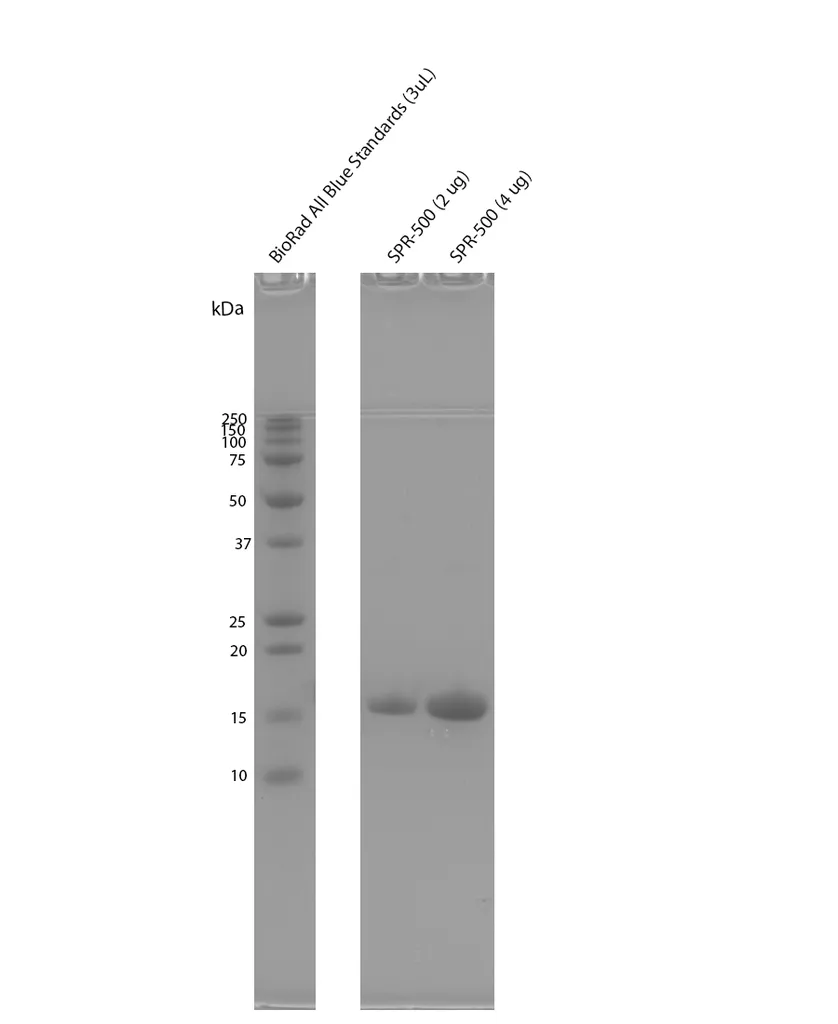 Alpha Synuclein S87N Mutant Pre-formed Fibrils - image 2