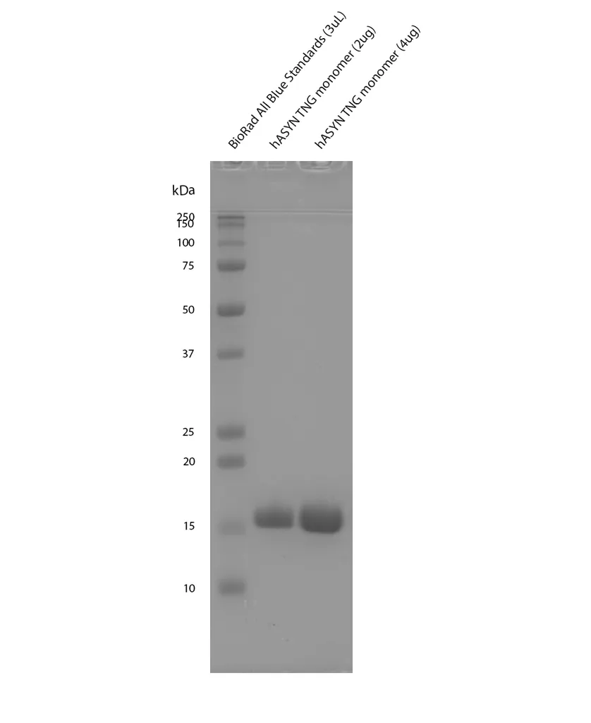 Alpha Synuclein TNG (A53T, S87N, N103G) Mutant Monomers - image 1