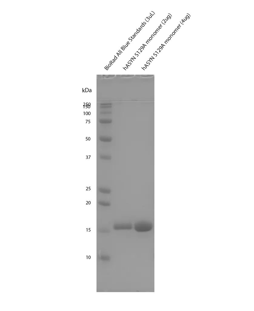 Alpha Synuclein S129A Mutant Monomers - image 1