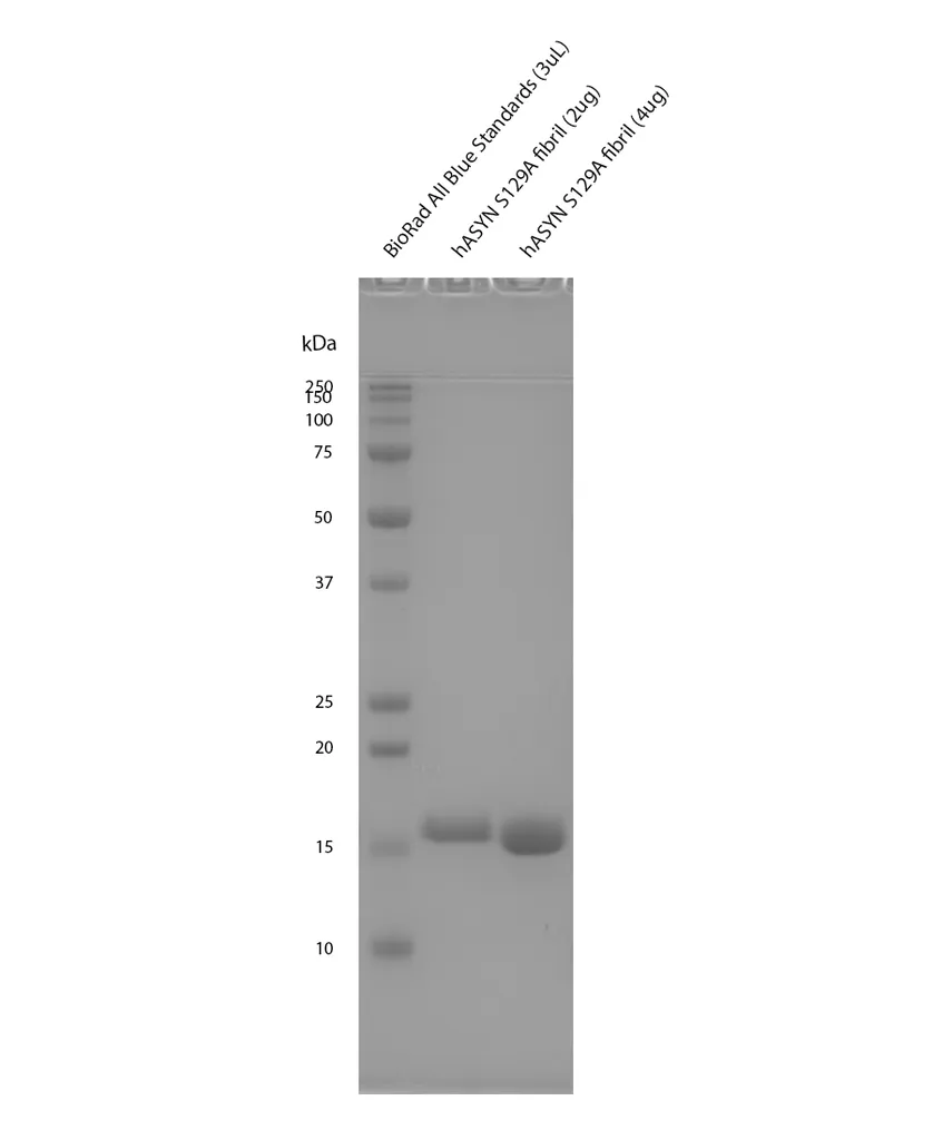 Alpha Synuclein S129A Mutant Pre-formed Fibrils - image 2
