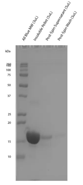 Alpha Synuclein S129A Mutant Pre-formed Fibrils - image 4