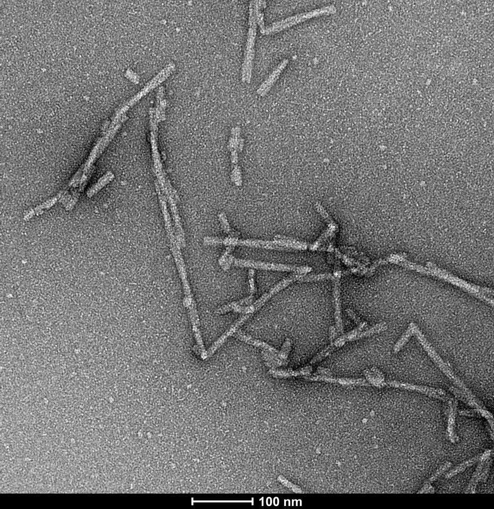 Alpha Synuclein S129A Mutant Pre-formed Fibrils - image 5