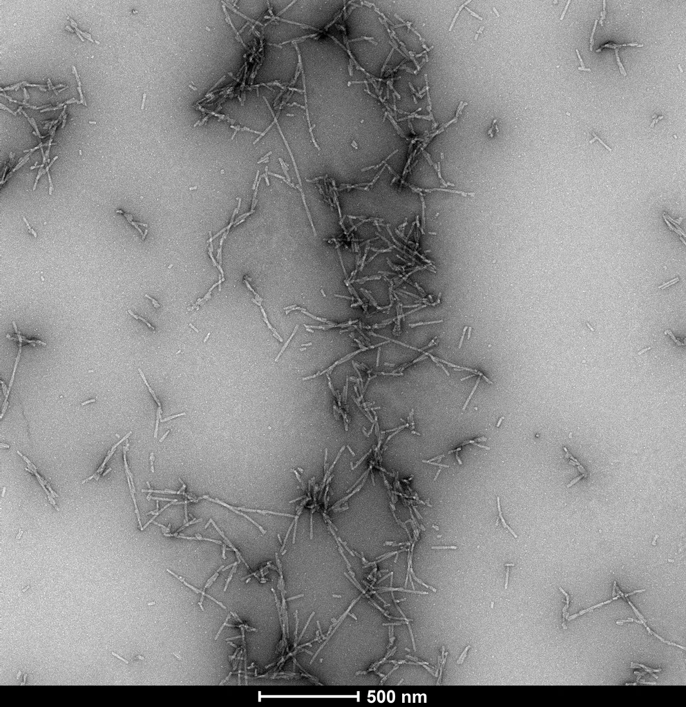 Alpha Synuclein S129A Mutant Pre-formed Fibrils - image 6
