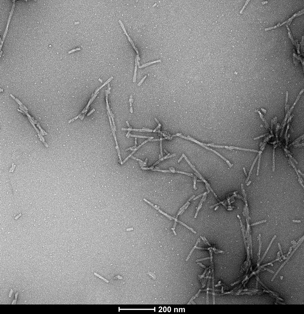 Alpha Synuclein S129A Mutant Pre-formed Fibrils - image 1