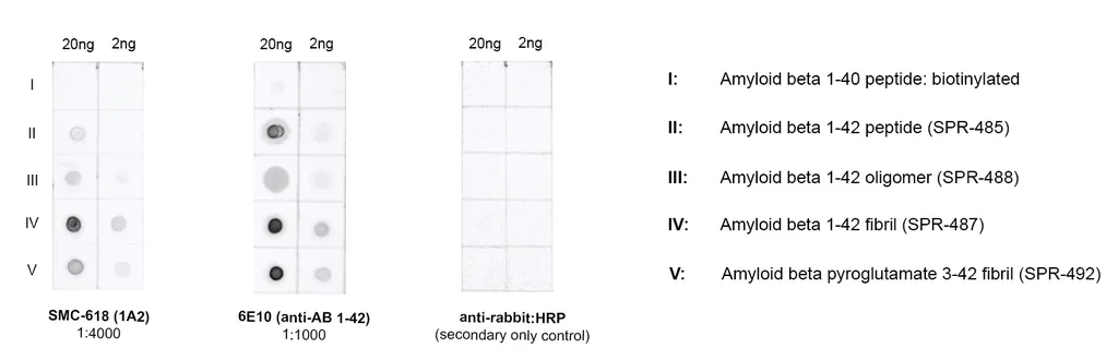 Amyloid Beta 1-42 Oligomer Antibody: PerCP - image 4
