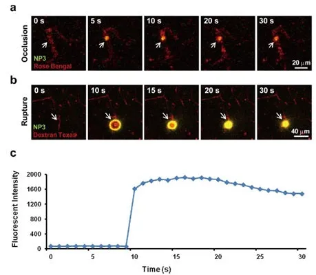 Peroxynitrite Detection Kit - image 1