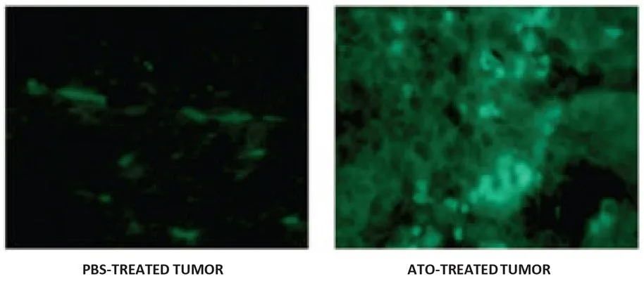 Green Fluorescent FAM In vivo Poly (active) Caspase (VAD) Assay - image 1