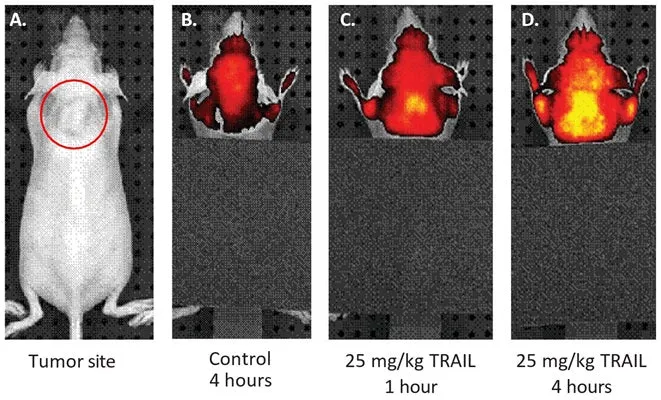 Red Fluorescent SR In vivo Poly (active) Caspase (VAD) Assay - image 1