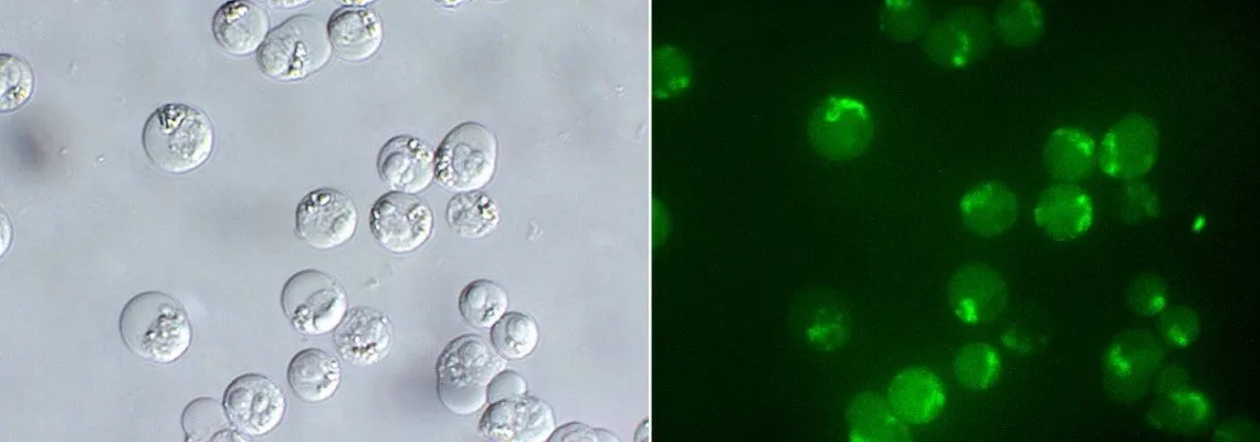 Green Fluorescent FAM-DEVD-OPH in vitro caspase-3/7 Apoptosis Detection Reagent - image 1