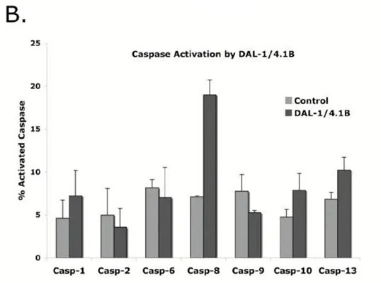 FAM-AEVD- FMK Caspase 10 Detection Kit - image 1