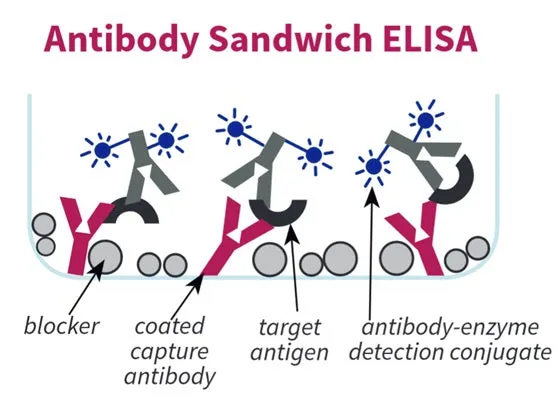 Antibody Coating Buffer, 5X - image 1