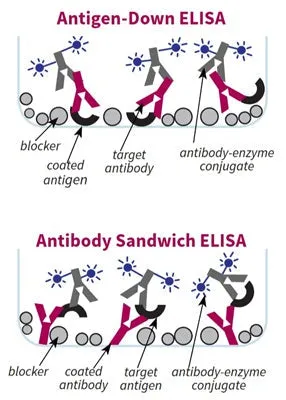 ELISA Blocking Buffer - image 1