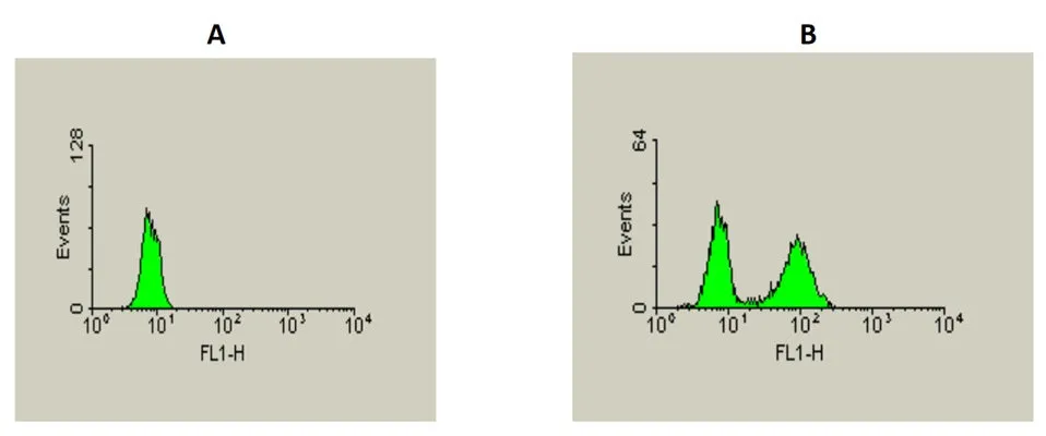 Apo Active FITC - Caspase 3 Detection Kit - image 1