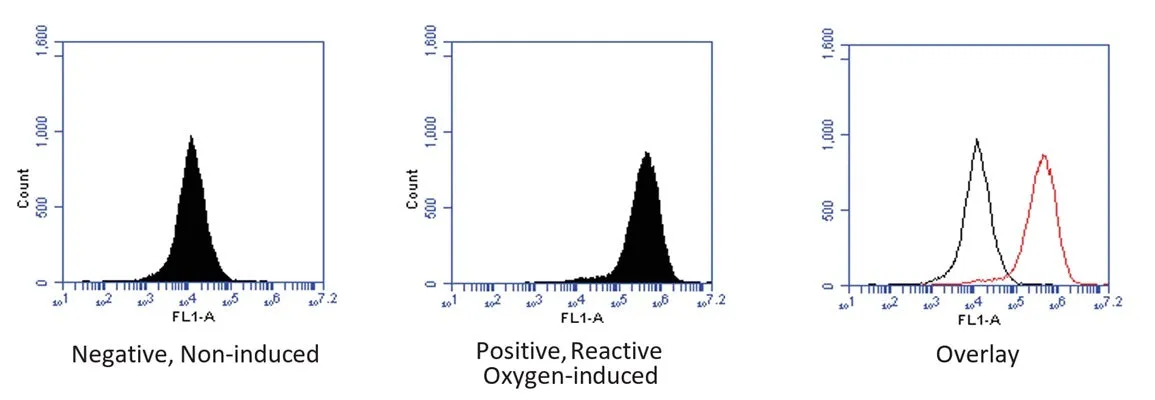 Intracellular Total ROS Activity Assay - image 1
