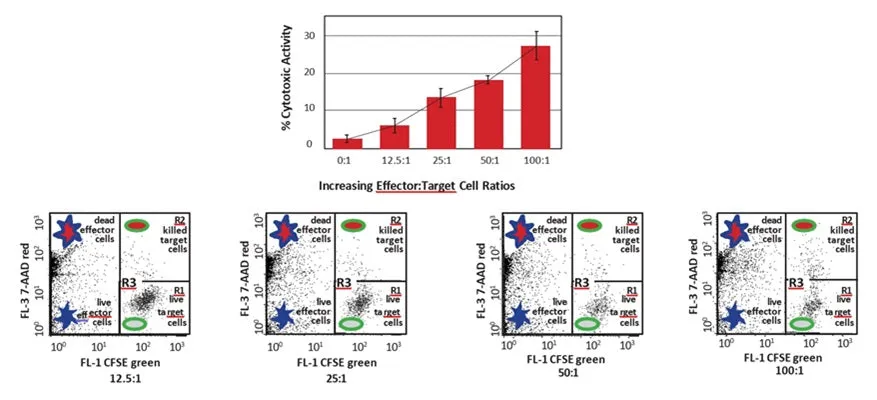 Cell-mediated Cytotoxicity Assay: Basic Cytotoxicity Test - image 1