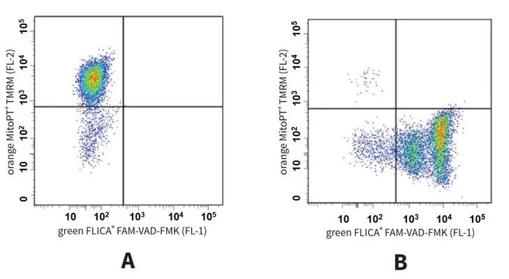 TMRM - Orange Fluorescent Mitochondrial Membrane Depolarization Assay - image 1