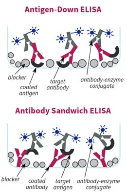 ELISA Blocking Buffer - Non-Mammalian-based - image 1