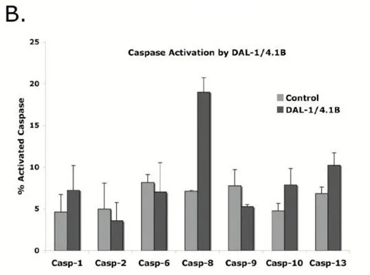 FAM-YVAD-FMK Caspase 1 Detection Kit - image 1