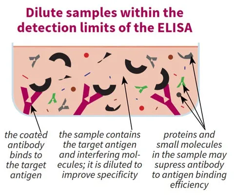Sample Diluent - Non-Mammalian-based - image 1