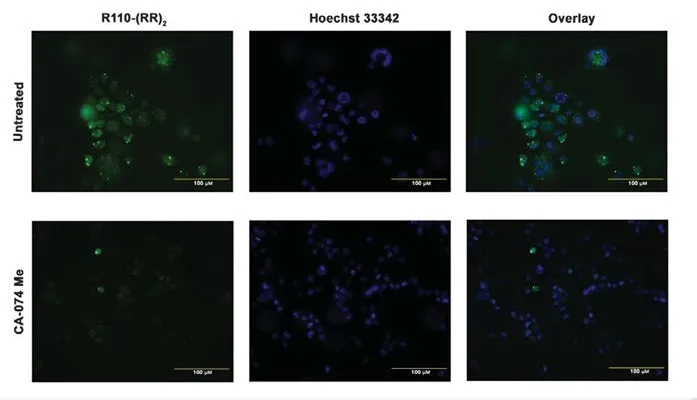 Green Fluorescent Cathepsin B Assay - image 1