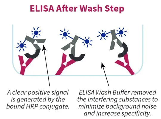 ELISA Wash Buffer, 10X - image 1