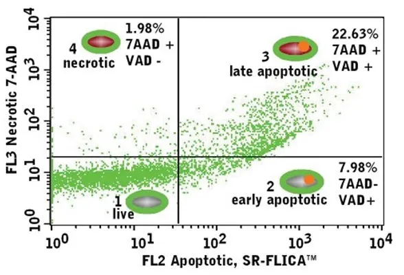 CFSE Green Fluorescent Stain - for cell labelling and proliferation studies - image 1