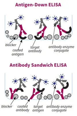 General Block ELISA Blocking Buffer - image 1
