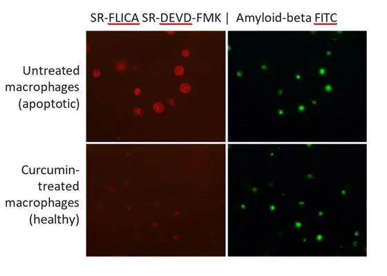 Red Fluorescent SR-FLICA® Caspase-3/7 (DEVD) Assay Kit - image 1
