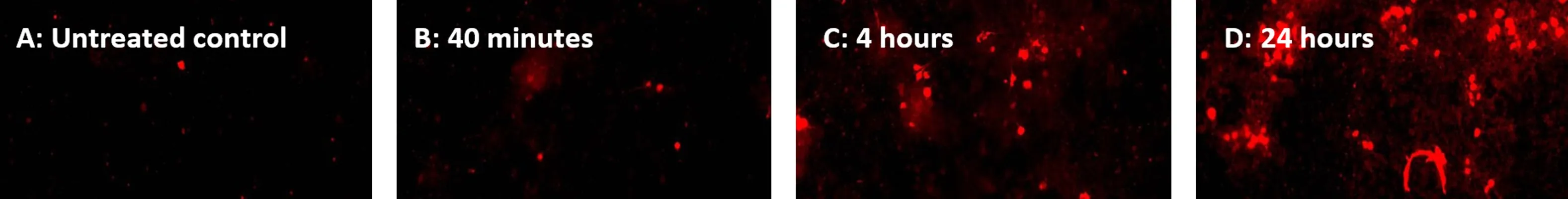 Red Fluorescent SR-FLICA® Poly (active) Caspase (VAD) Assay Kit - image 1