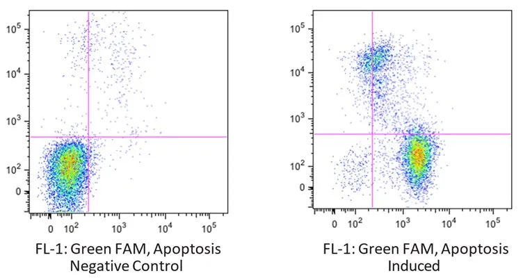 Green Fluorescent FAM-VAD-OPH II in vitro poly Caspase Apoptosis Detection Reagent - image 1