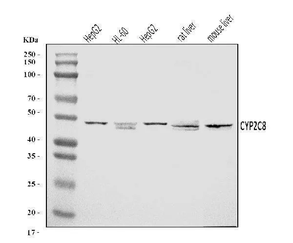 Anti-CYP2C8 Antibody Picoband®