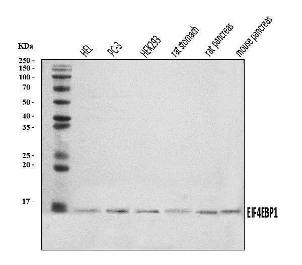 Anti-EIF4EBP1 Antibody Picoband®