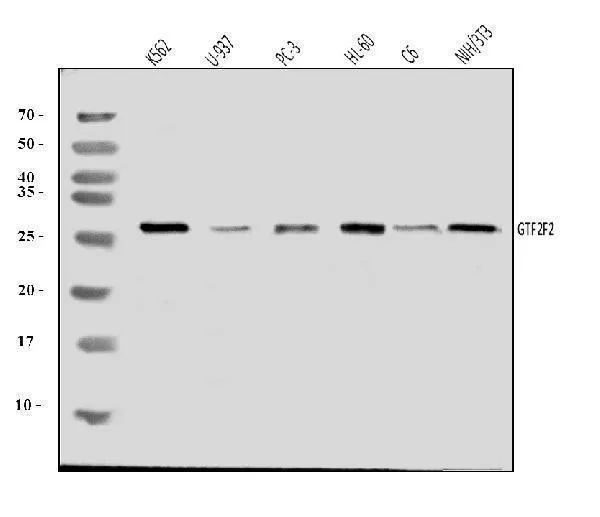 Anti-GTF2F2 Antibody Picoband®