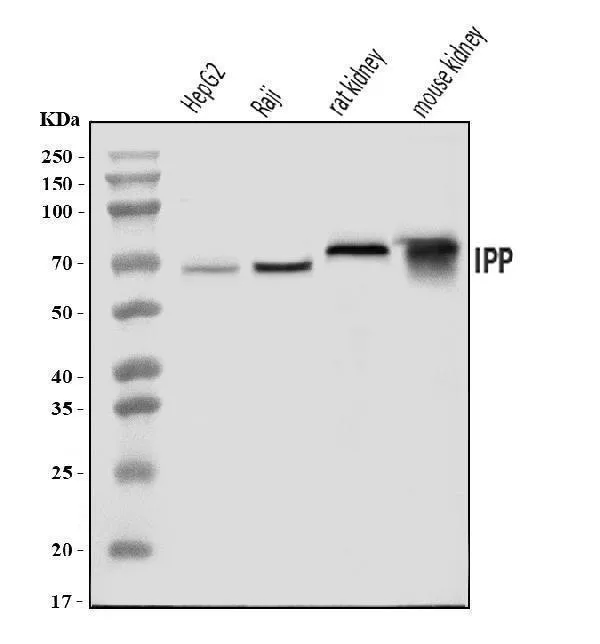 Anti-IPP Antibody Picoband®