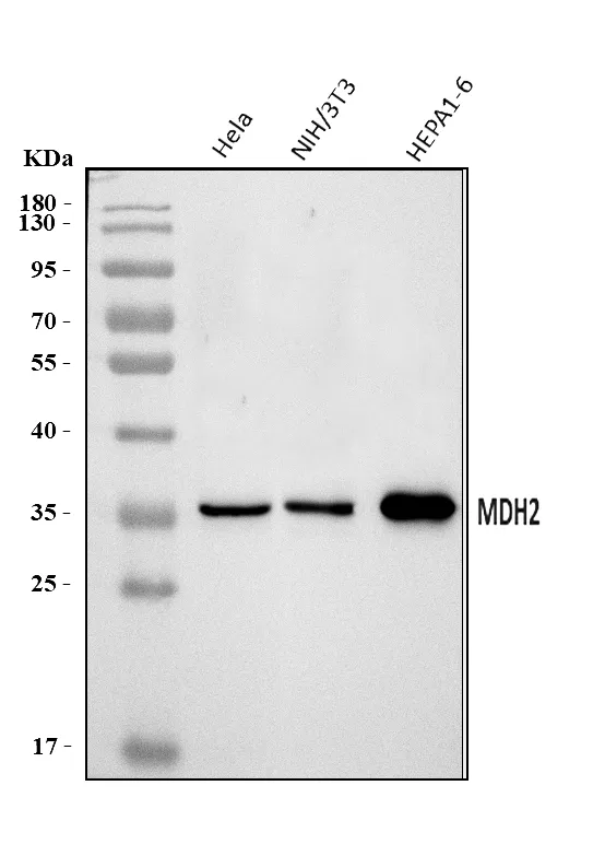 Anti-MDH2 Antibody Picoband®