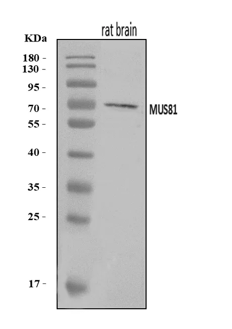 Anti-MUS81 Antibody Picoband®