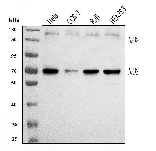 Anti-WHSC1/NSD2 Antibody Picoband®