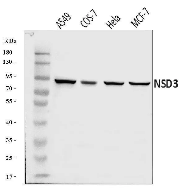 Anti-NSD3 Antibody Picoband®