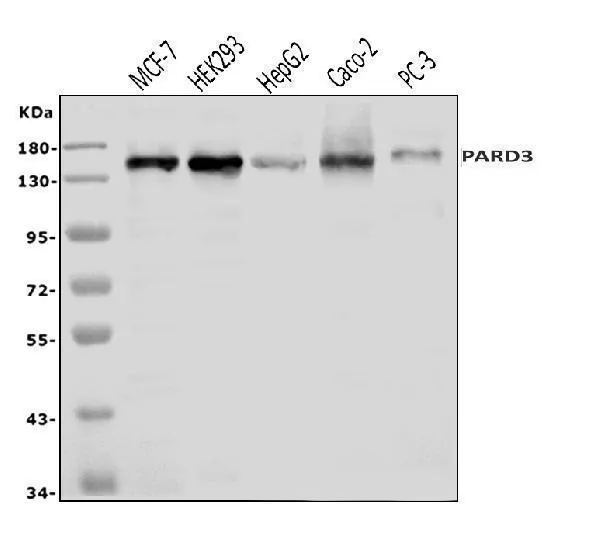 Anti-PAR-3/PARD3 Antibody Picoband®